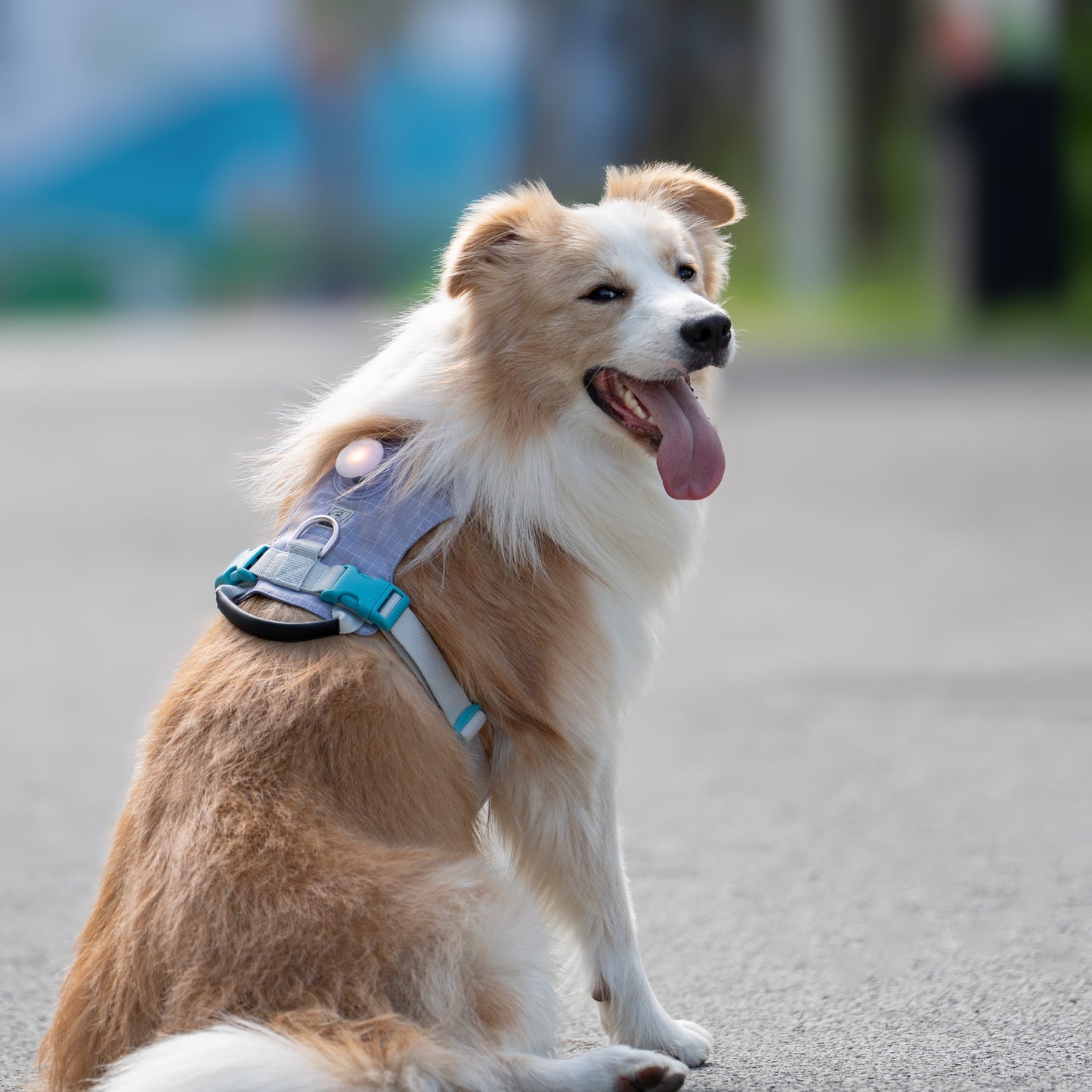 HALO™ Smart Safety Harness